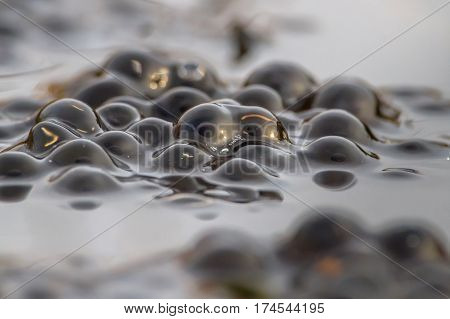 Common Frog Spawn