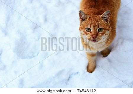Red-haired homeless cat looks plaintively upward as snow. Snowing. Photo taken from the top of.