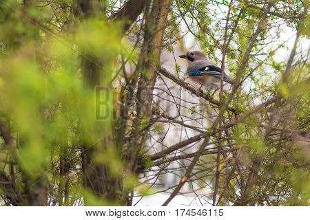 Jay bird in winter sits among the branches of green trees