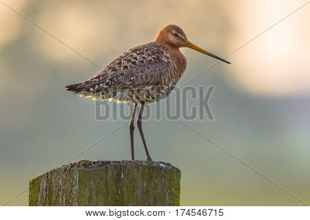 Suspicious Black-tailed Godwit On Post With Pastel Colored Background