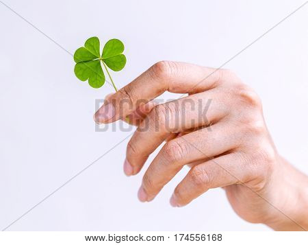 The Girl Holding Clovers Leaves On White Background. The Symbolic Of Clover The First Is For Faith,