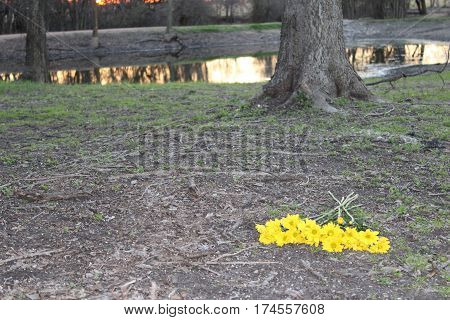 Bouquet of yellow flowers discarded by a lake
