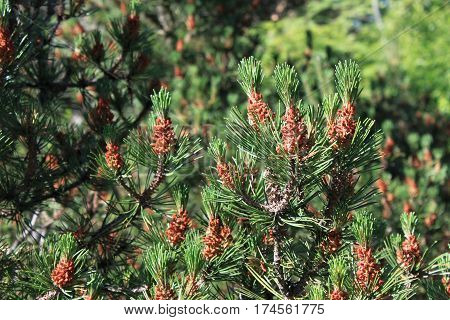 Strobili of the young pines in coniferous forest.