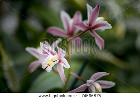 Stunning Vibrant Cymbidium Scallywag Orchid Flower In Bloom In Spring