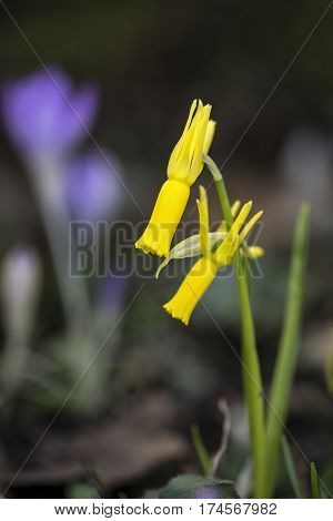 Stunning Narcissus Daffodil Cyclamineus Hybrid In Spring
