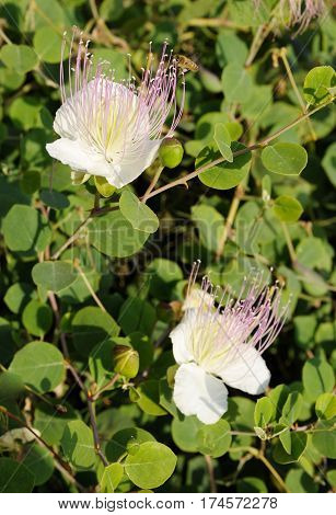 Capparis spinosa best known for the edible flower buds (capers)