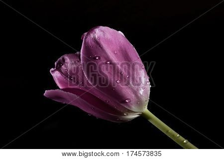 Closeup of pink tulip on black background