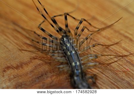 Giant centipede in the house. Entophobia, afraid of the big bugs