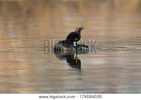 portrait of female tufted duck (Aythya fuligula) grooming in water and sunshine
