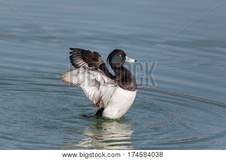 portrait of male tufted duck (Aythya fuligula) splashing and grooming with wings