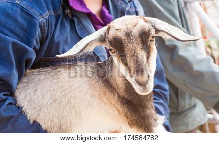 sheep in farm,  sheep and dorset in farm