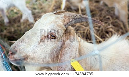 sheep in farm,  sheep and dorset in farm