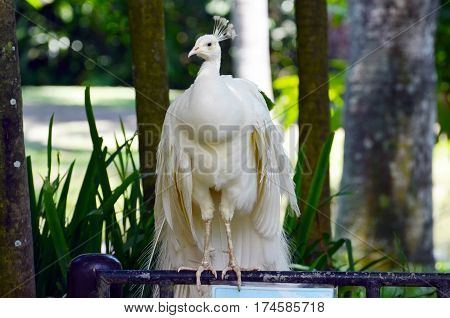 White peacock tropic forest shows tail white.