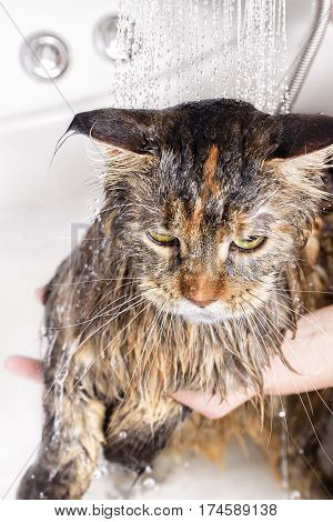 Wet cat. Girl washes cat in the bath