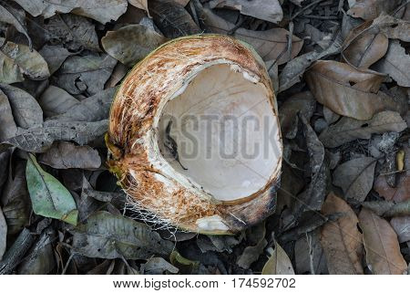 Closeup To Half Of Coconut Shell On Dry Leaves
