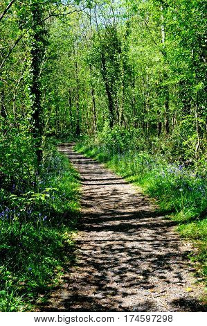 Beautiful Killinthomas forest on a spring time Ireland