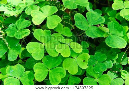 Wood Sorrel Oxalis acetosella Oxalidaceae. Irish Wild flowers