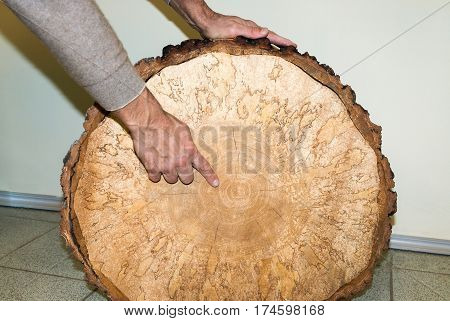 Man's hand indicates the center of large birch saw cut. Saw cut with bark and it is clearly visible pattern formed wood fungus.