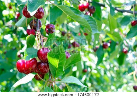 beautiful ripe fresh cherry fruit on the branch of a tree and surrounded by a sunny day