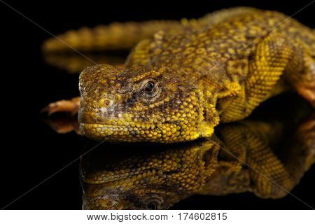 Yellow Uromastyx Lizard on Isolated black reflective background