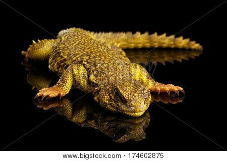 Yellow Uromastyx Lizard on Isolated black reflective background