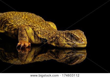 Yellow Uromastyx Lizard on Isolated black reflective background