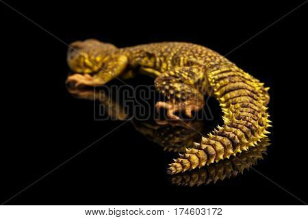 Yellow Uromastyx Lizard on Isolated black reflective background