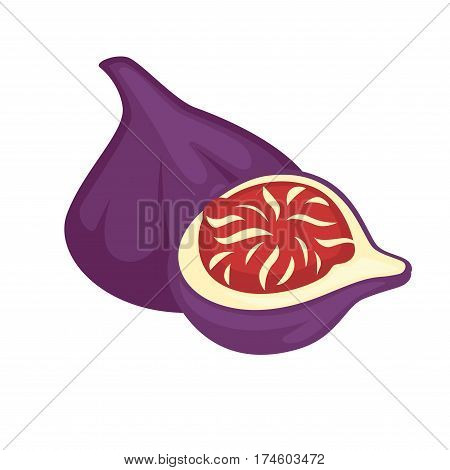 Sandpaper fig whole and half isolated on white. Purple fresh ficus coronata realistic vector illustration. Fresh tropical dessert colorful exotic tasty item with red juicy flesh in flat design