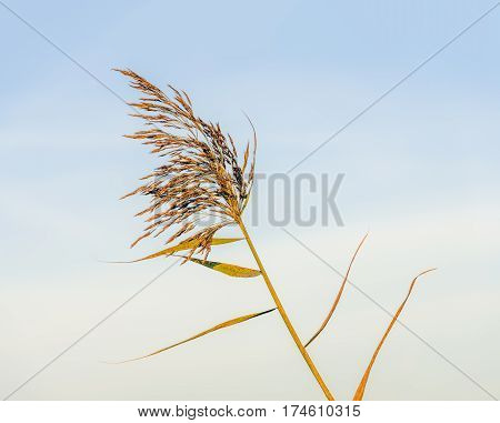 Flowering common reed plant as a featherlike plume against a blue sky.