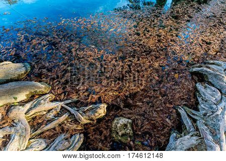 Fall Foliage On The Crystal Clear Frio River In Texas.