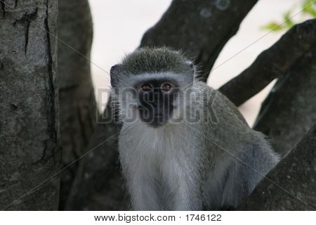 Singes dans l'arbre