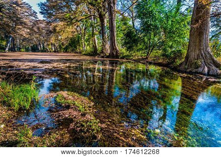 Fall Foliage On The Crystal Clear Frio River In Texas.
