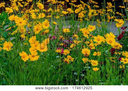 Yellow Lanceleaf Coresopsis Wildflowers.