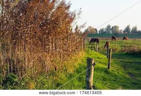 Light brown reeds in the late afternoon sun. In the background horses are peacefully grazing.