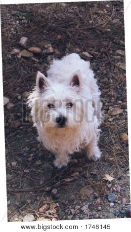 West Highland White Terrier
