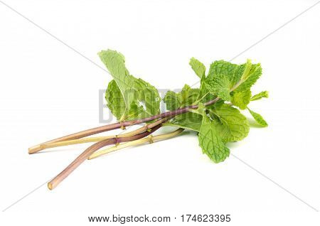 Fresh Peppermint  Leave.