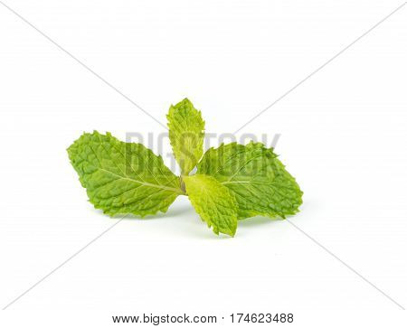 Fresh Peppermint  Leave.