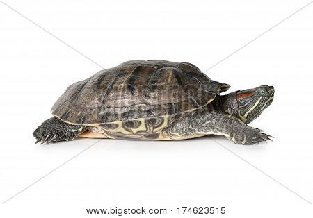Studio shot of red-eared medium-sized semi-aquatic turtle