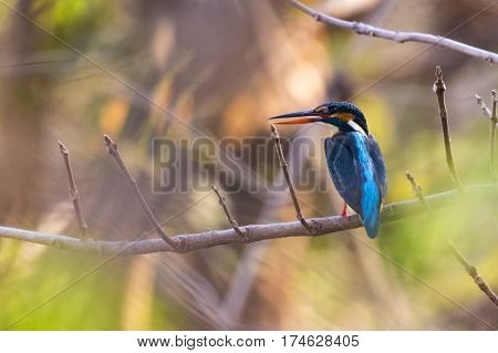 Image of bird Common Kingfisher (Alcedo atthis) perched on a branch on nature background.