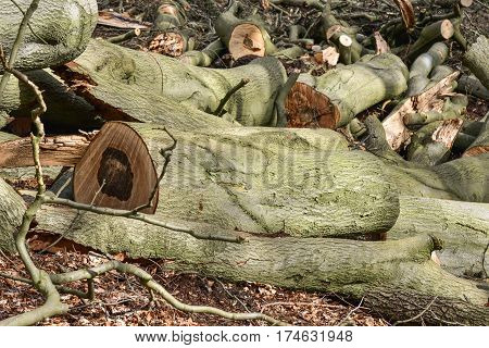 Felled lumber logs in the forest in sunny day