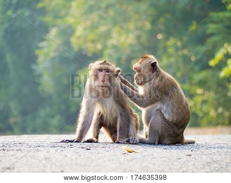 Monkey mother, baby (crab-eating macaque) Asia Thailand