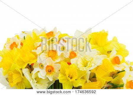 Fresh spring pale and bright yellow daffodils border isolated on white background
