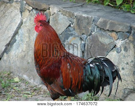 colorful rooster in carribean watching the hens