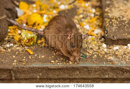 Feeding rats in scenic Karni Mata temple in India