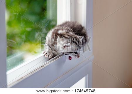 Cute ktten lyning on window and look for something.