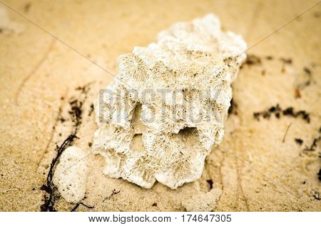 tropical paradise beach landscape with black corals