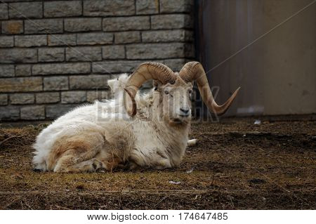 A Dall sheep laying on the ground
