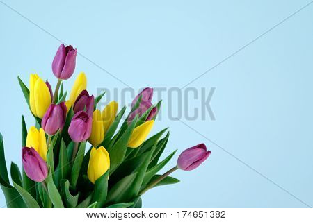 violett and yellow and violett tulips on the left side ofl ight blue background. Easter March 8 valentines day mothers day copy space close up