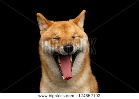 Portrait of Shiba inu Dog, closed his eyes and squeal Isolated Black Background, Front view