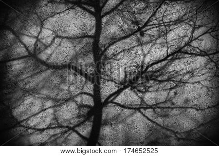 The abstract shadows of branches on a plastered facade.